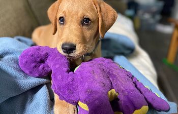 Book Intro to Puppy Socialization