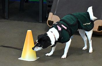 Book Scentwork Drop In