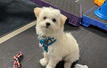 Book Puppy Training, 12wks. - 20wks.