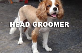 Book GROOMING: Shave & A Haircut - Head Groomer (Medium to Long Coats) - 2 - *MEDIUM DOG* (15_to_34lbs) - $80+ (SHAVE INCLUDED)