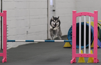 Book Agility Hall Rental Two Students (45 Minutes)