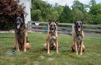 Book Group Class: Foundation Obedience