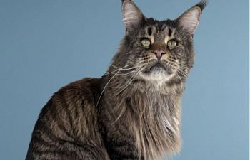 Book PC401 What Is My Cat Saying? Workshop