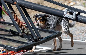 Book K9 Nose Work® NW2 Trial Prep