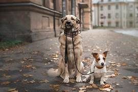 Book Workshop Wednesdays - Leash Skills