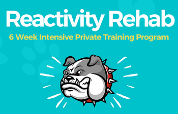 Book Reactivity Rehab 6 Week Private Training Program