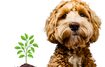 Book Souly Pathway - Private Puppy Session - Souly Seedlings - Puppies Over 6 Mos. Old