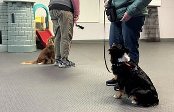 Book AKC Canine Good Citizen