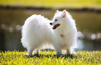 Book DE-SHED LONG COAT: De-shed, Bath, Nails & Tidy (Double Coats) - 2 - *MEDIUM DOG* (15_to_34lbs) - $80+ (DESHED AND TRIM INCLUDE, FULL HAIRCUT NOT INCLUDED)