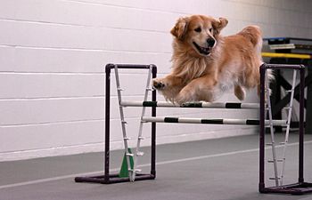 Book Intro to Agility Pt.2