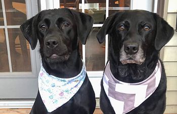 Book Private Consultation / File Review 