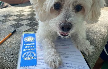 Book Canine Good Citizen