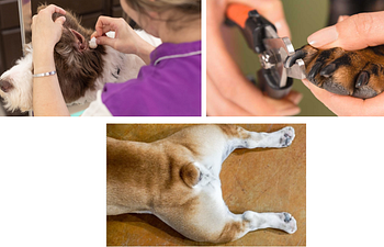 Book Nail Trim, Ear Cleaning, and Anal Gland Expression