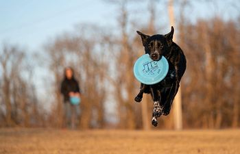 Book Group Class: Frisbee Dog Basics