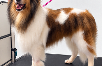 Book De-Shedding Treatment Small Dogs 16—25 lbs