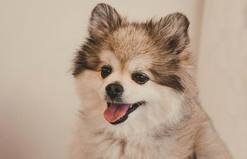 Book Private Coaching: Initial Consultation (Virtual)