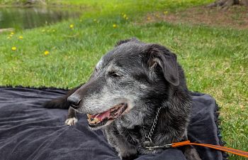 Book The Grey Muzzle Club (Senior Dogs)