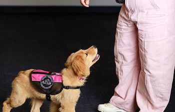 Book Level 0 - Raising a Prospective Service Dog Puppy