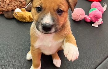 Book Super Puppy Sport Foundation 