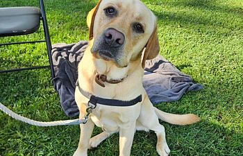 Book Canine Life Skills Group Class - Refresher Class