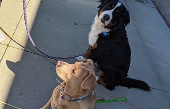 Book Pawsitive Strides: Loose Leash Walking Class