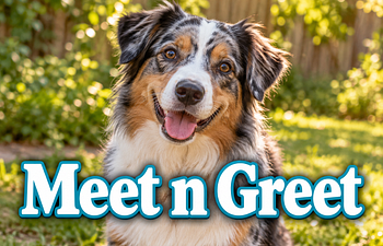 Book Meet & Greet