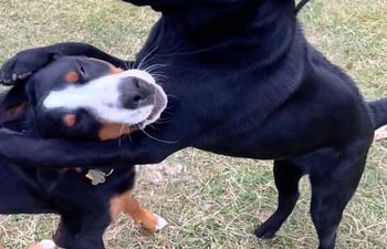 Book Reactive dog 1