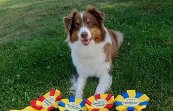 Book Disc League