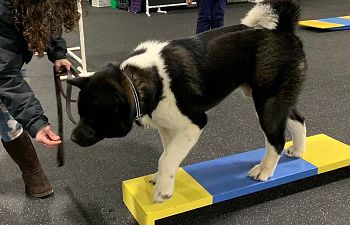 Book Agility 1 with Donna Orlowski (6 Weeks)