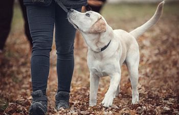 Book Follow Up Behaviour Consultation