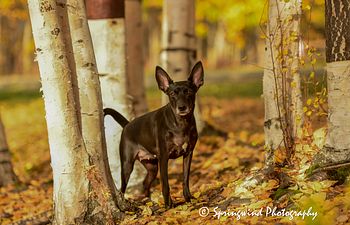 Book Good Dog 201
