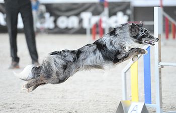 Book International Agility Practice Group 