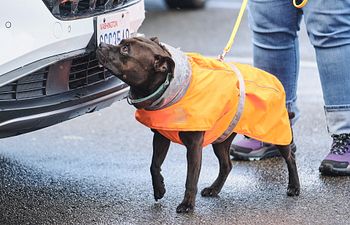 Book K9 Nose Work® ABOUT TOWN Field Trip Class - for Advanced and Masters Students