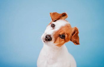Book Puppy Intermediate