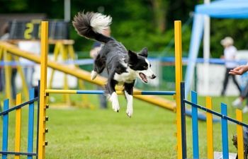 Book Agility