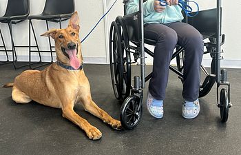 Book Service Dog Foundations