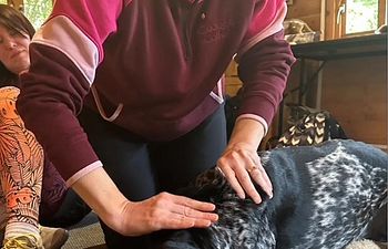 Book Galen Canine Myotherapy  Mobile In-Home EMAIL LISA@KINDERK9.COM TO BOOK.