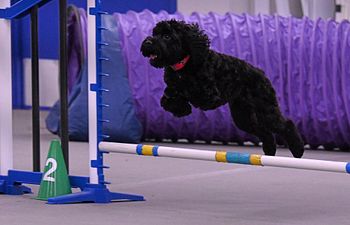 Book Basic Agility 