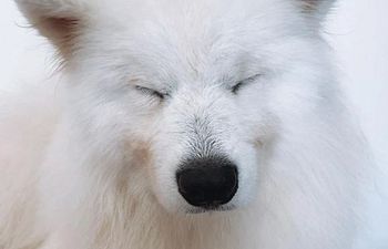 Book Groom Out 4: LARGE