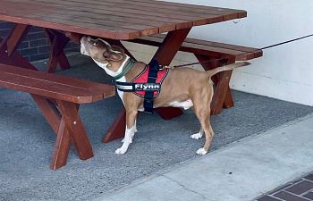 Book NE101 Nose Work Sniff n Go - NW3