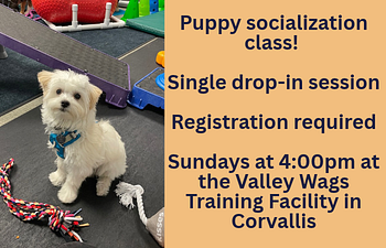 Book 2. Puppy Play Drop-In