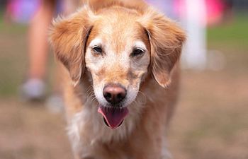 Book In-Home Private Behavior Lesson - Initial Assessment and Plan