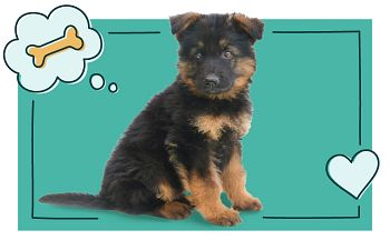 Book Wonderpuppy Pre-K