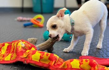 Book Puppy Prep School Welcome Meeting