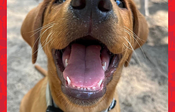 Book Puppy Class