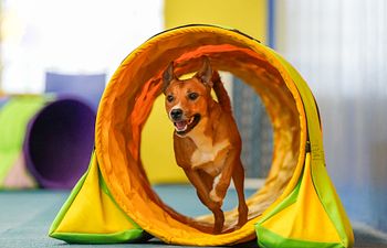 Book Agility Intermediate Level 1