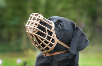 Book Fear-Free Muzzle Training