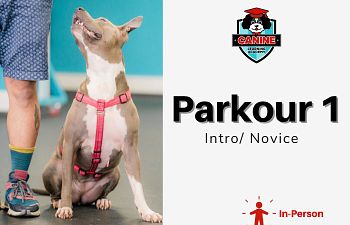 Book Parkour for Canines (intro and Novice)