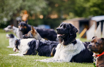 Book Fresno: Obedience Basics Group Class