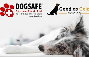 Book Dogsafe Canine First Aid